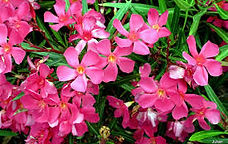 laurier rose 1.jpg