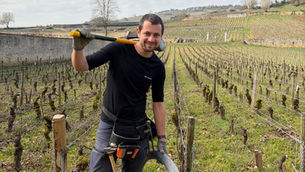 réparations dans nos vignes pommard domaine michel arcelain