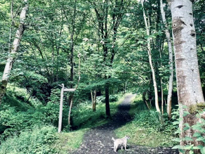 Trail Running Adventures