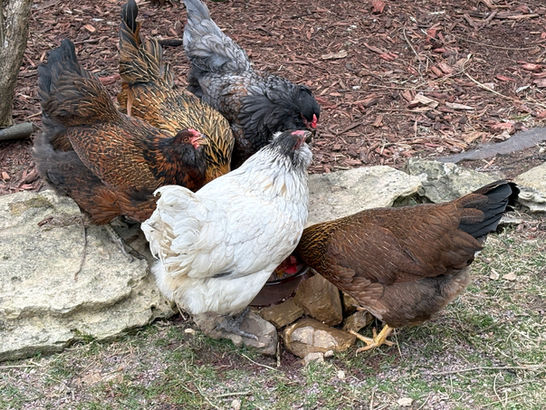 5 chickens