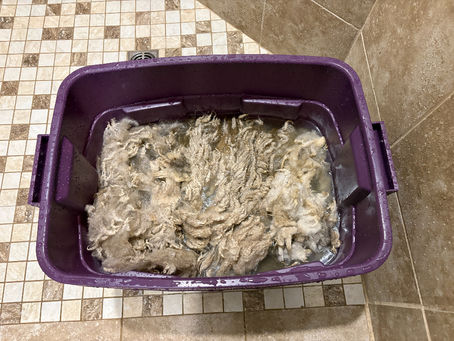A purple tub filled with soaking wool sits on a tiled floor. The wool is submerged in murky water, showing shades of cream and beige.