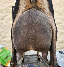 Fancy udder 2 yrs.jpg