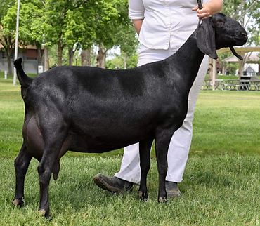 Scenic Farms Go with the Flow.png