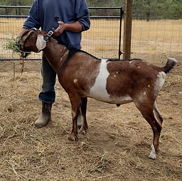 Fin Yearling (fall)_edited.jpg