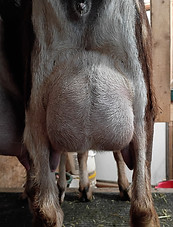 Finesse's udder 3 days fresh.jpg