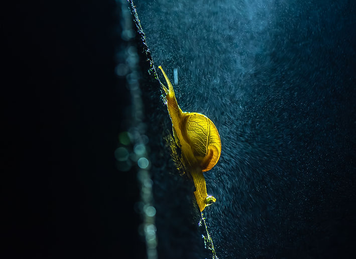 Snail backlit