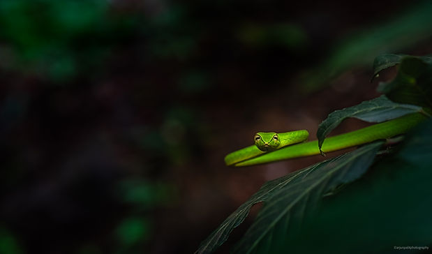 Green Wine Snake