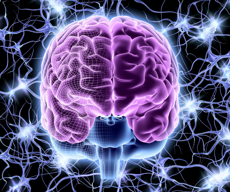 Image of a brain and neural connections for learning