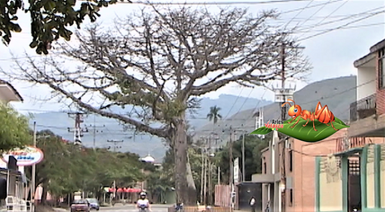Buga  Dia del Árbol.