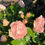 Thumbnail: DYLAN ROSE Floribunda Rose