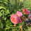 Thumbnail: COLETTE CLIMBING ROSE