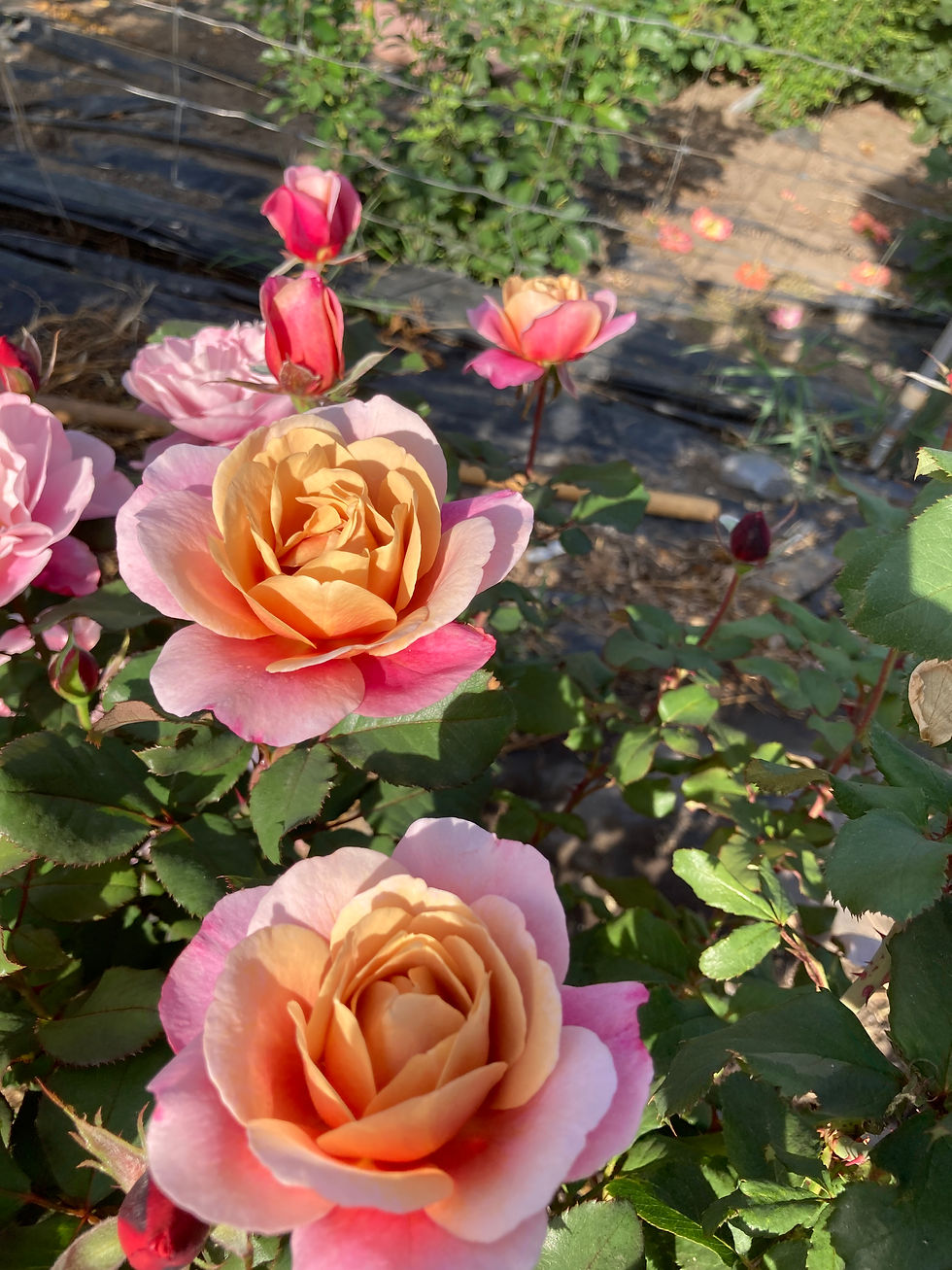 Thumbnail: DISTANT DRUMS Shrub Rose