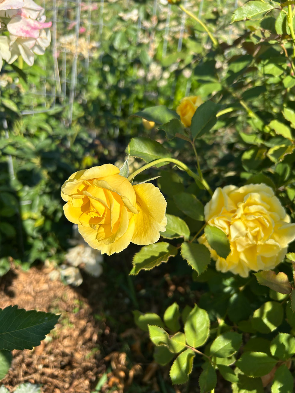 Thumbnail: ROBERTA BONDAR Climbing Rose