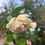 Thumbnail: AUSWINTER English Climbing Rose