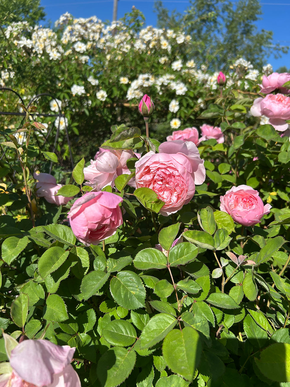Thumbnail: AUSgrab English Rose