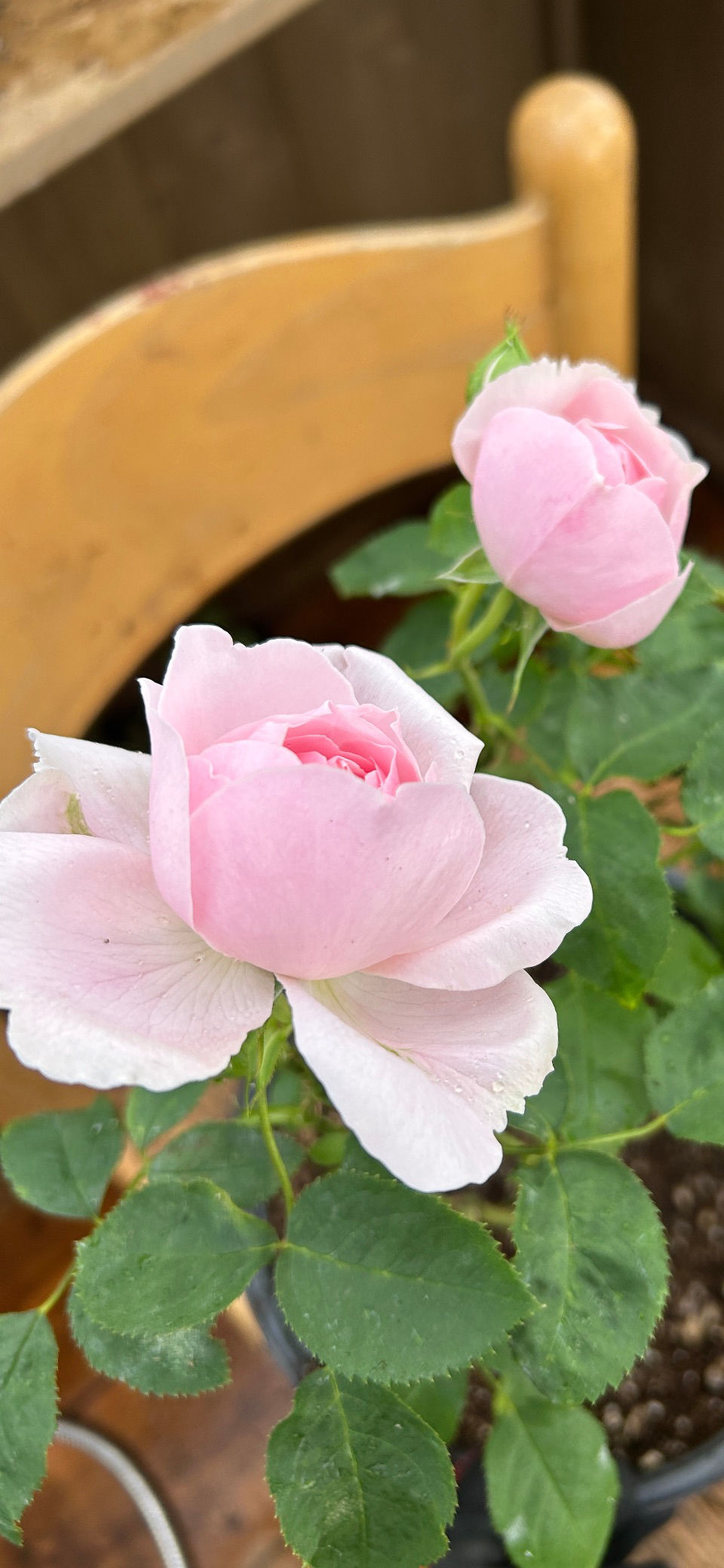 Thumbnail: AUSwife English Rose