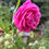 Thumbnail: REINE VICTORIA Bourbon Rose
