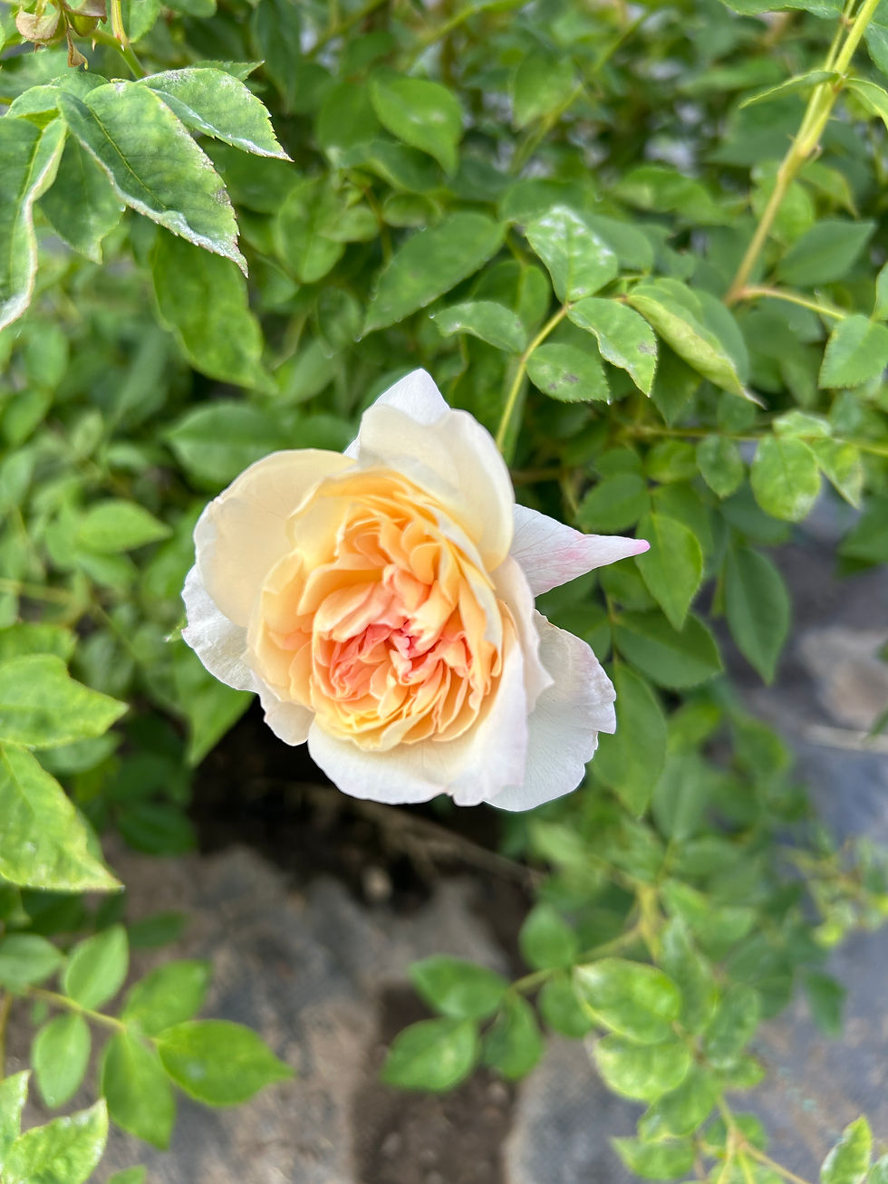 Thumbnail: CELINE FORESTIER Noisette Climbing Rose