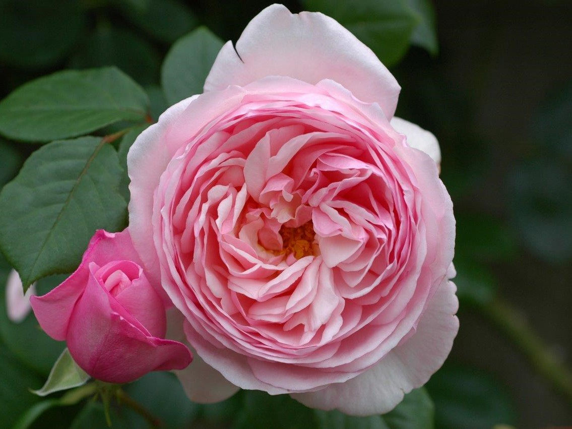 St. Ethelburga Shrub Rose