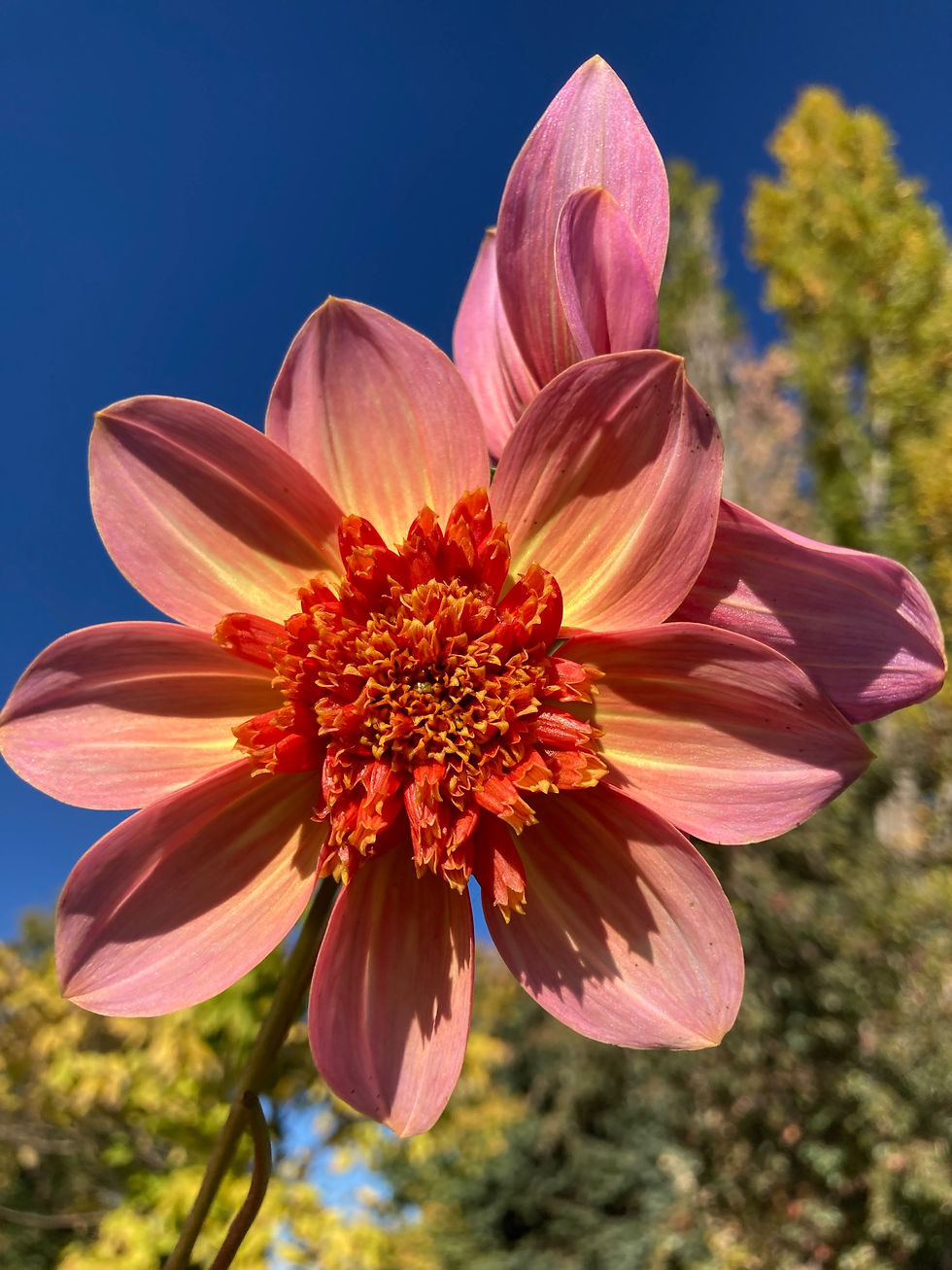 “TOTALLY TANGERINE” Dahlia Tuber 