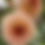Thumbnail: LAKEVIEW PEACH FUZZ Dahlia tuber