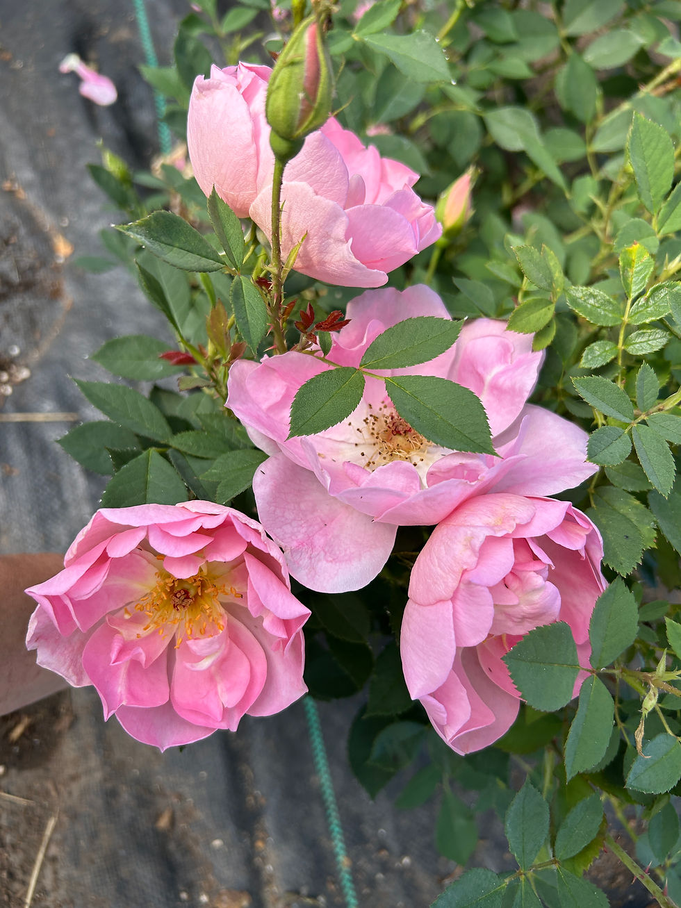 Thumbnail: AUSoscar English Rose 