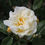 Thumbnail: DANAE Hybrid Musk Climbing Rose