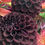 Thumbnail: "DARK SPIRIT" Dahlia Tuber