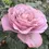 Thumbnail: BLUE GIRL Hybrid Tea Rose