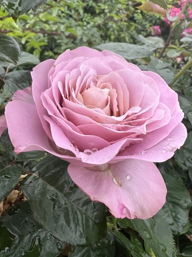 weeklyl bouquet subscription| EARTH ANGEL FLOWER