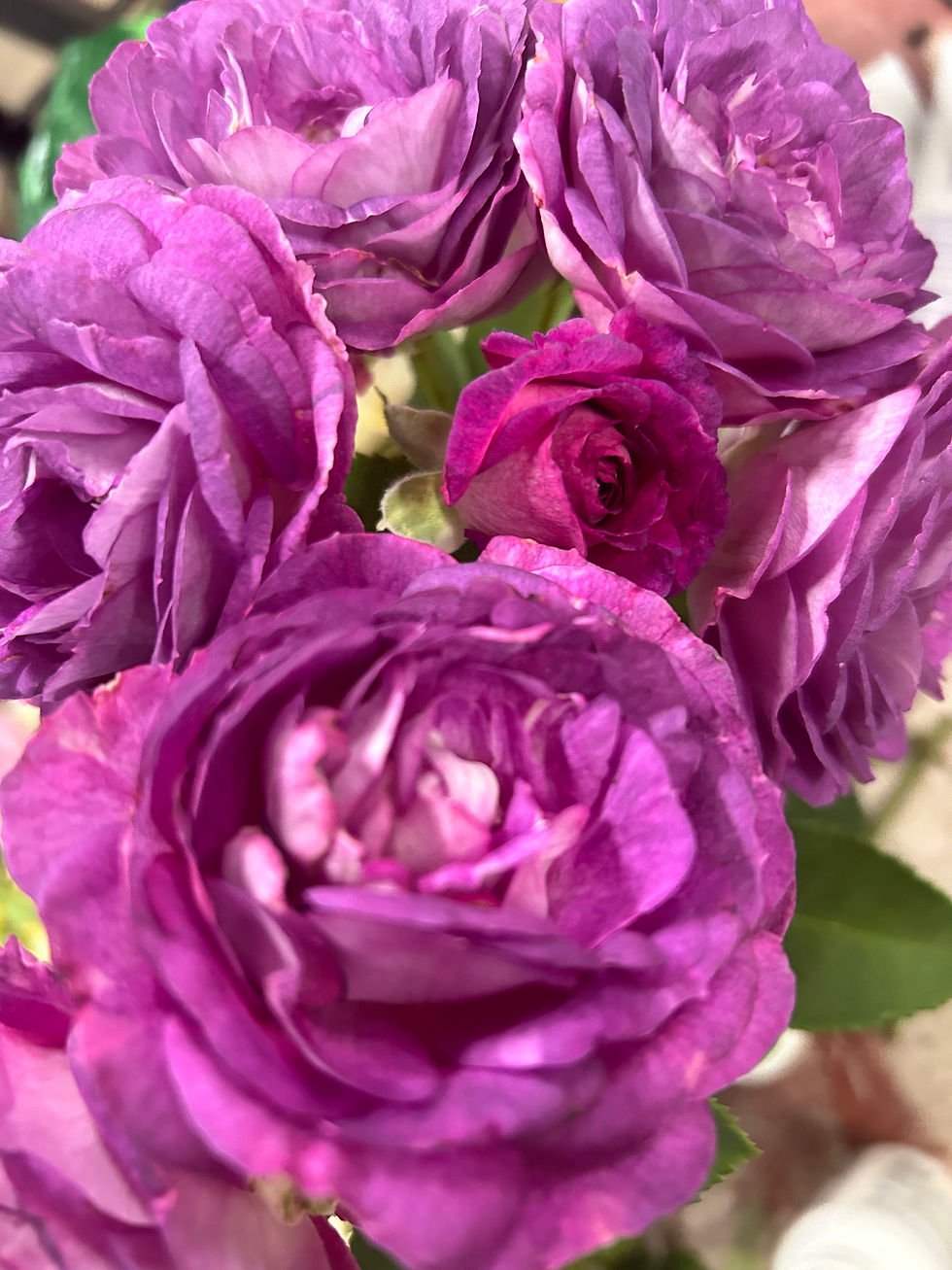 Thumbnail: LAVENDER CRUSH Climbing Rose