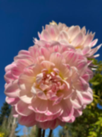 KELGAI ANN Dahlia Tuber 