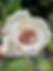 Thumbnail: STEPHEN RULO Grandiflora Rose