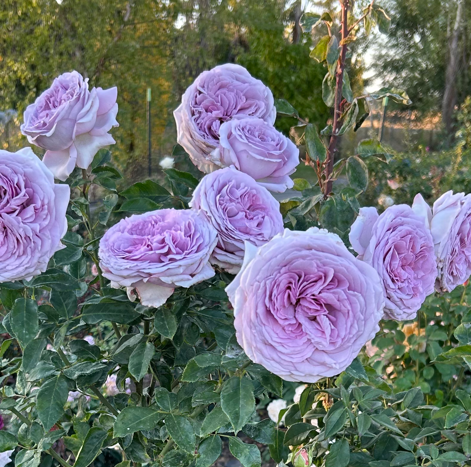 THE PRIDE Hybrid Tea Rose