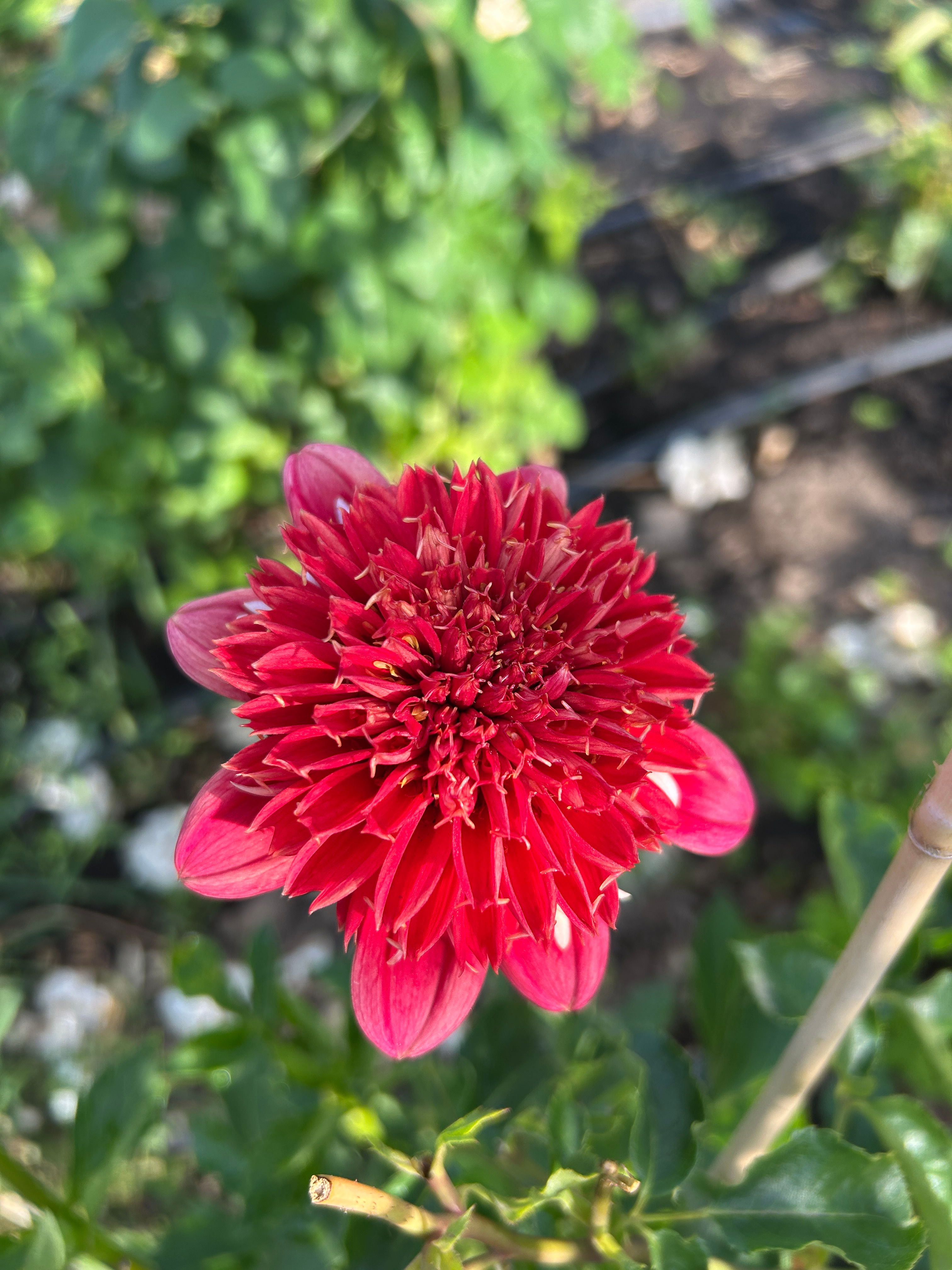SPEECH Dahlia Tuber 