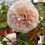 Thumbnail: AUSCOT English Rose