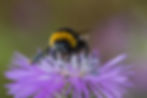 bee on a flower