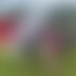 Disaster Response in the Philippines