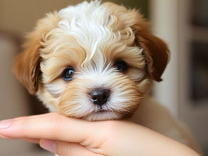 How to Find a Reputable Cavapoochon Breeder in Atlanta, New York, and Other Major Cities Nationwide