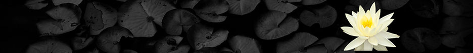 LilyBannerFullWidth.jpg
