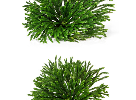 Revival herb on white background..jpg