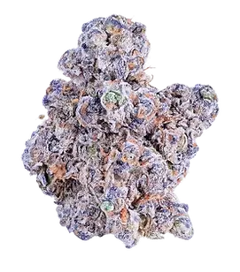 BUD 2.webp