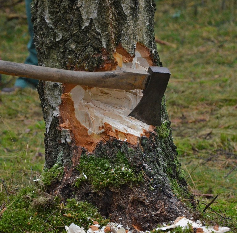 Top Tree Issue Our trees are in trouble