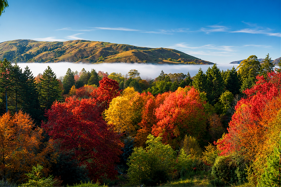 Eastwoodhill Arboretum, Gisborne NZ