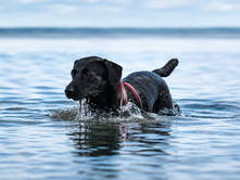 Best Dog-Friendly Beaches In Gisborne