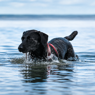 Best Dog-Friendly Beaches In Gisborne