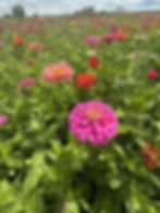 Zinnias