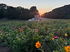 Sunsets In the Flower Field Experience.JPG