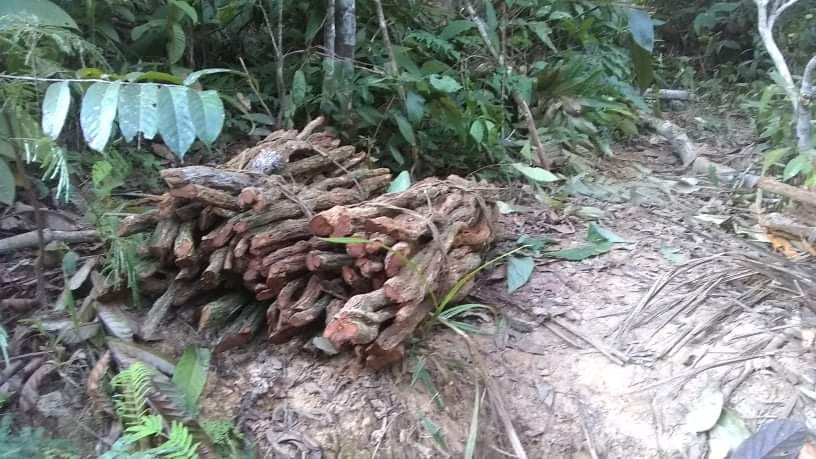 Thumbnail: Vine only paste of Caapi 1Kg.