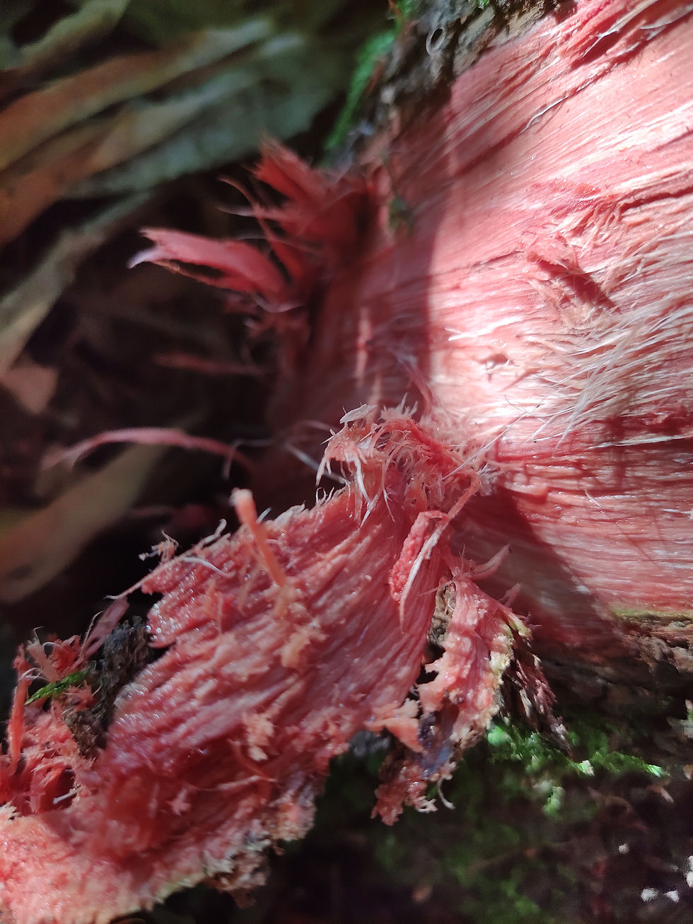 Thumbnail: Acacia Confusa Root bark 1 Kg. from Hawaii kings land